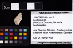 Foto (Objket + Etiketten) von Lecythocaris sp. 